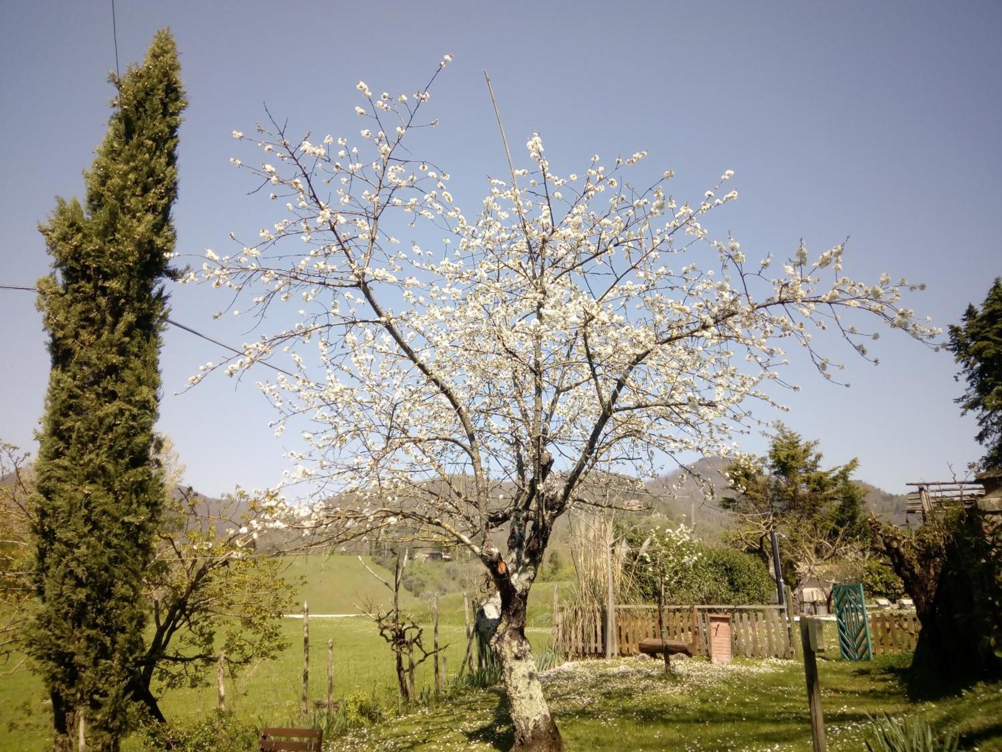 B&B Le Due Volpi Vicchio Extérieur photo