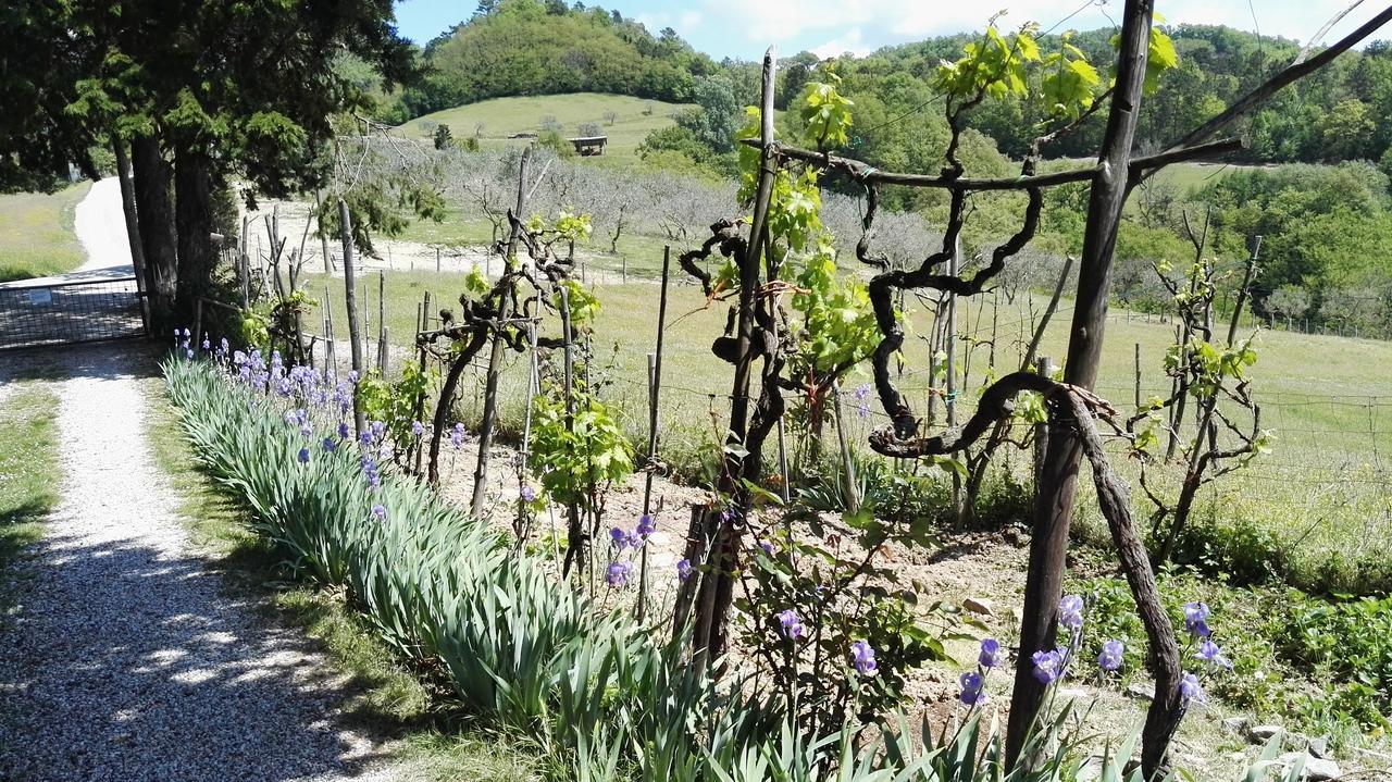 B&B Le Due Volpi Vicchio Extérieur photo